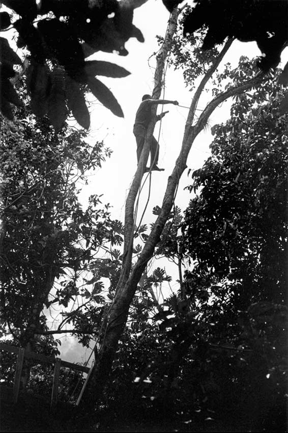 13.maleng_in_treetop_cutting_branches_2-2004