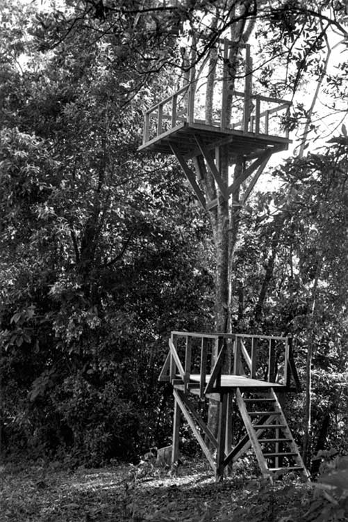15.tree_platform_3-2004