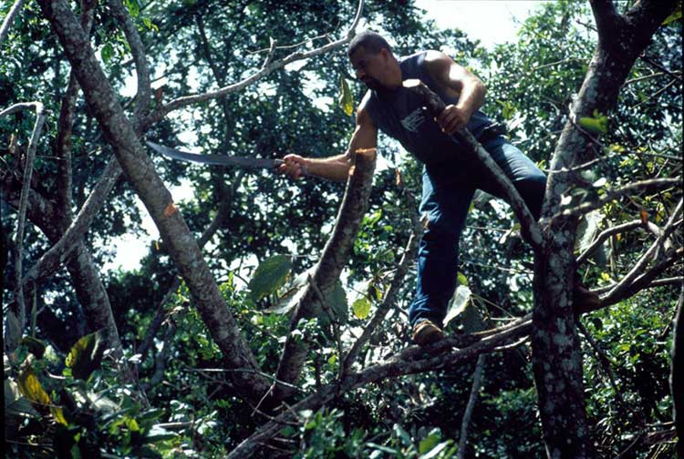 16.boguel_with_branches-2005