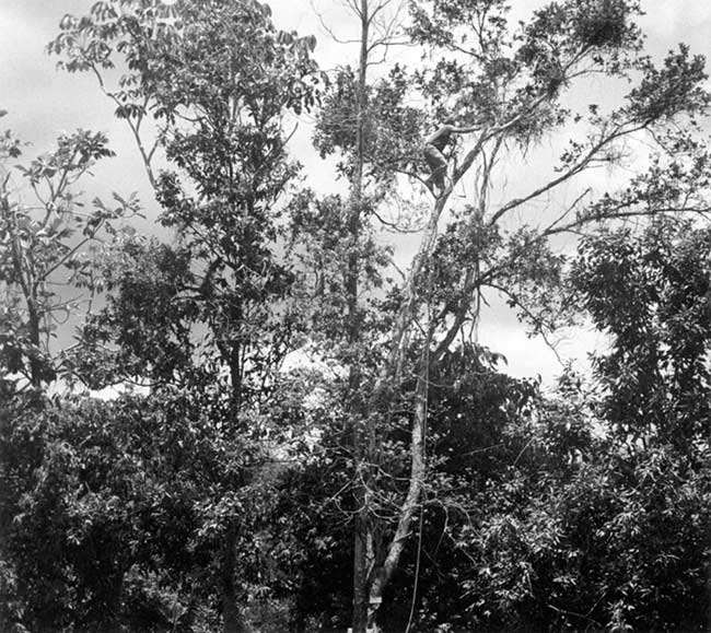 20.maleng_in_treetop_cutting_branches-1