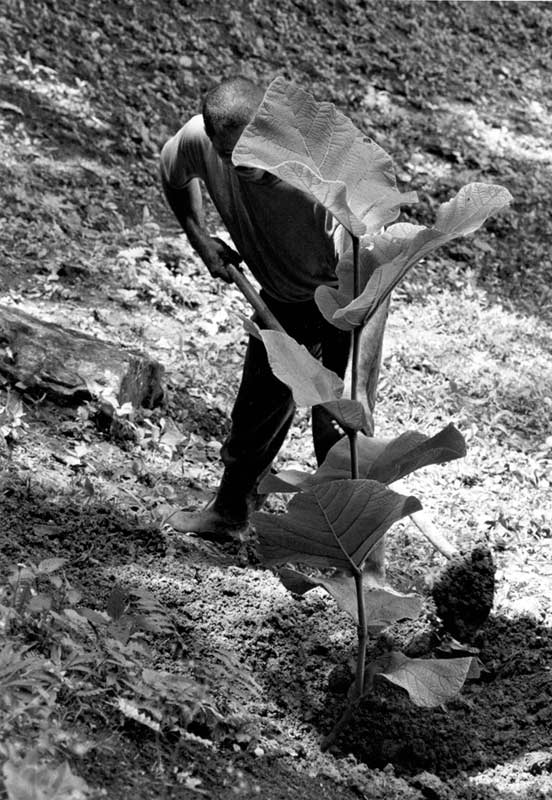 25.maleng_planting_moralon-2005