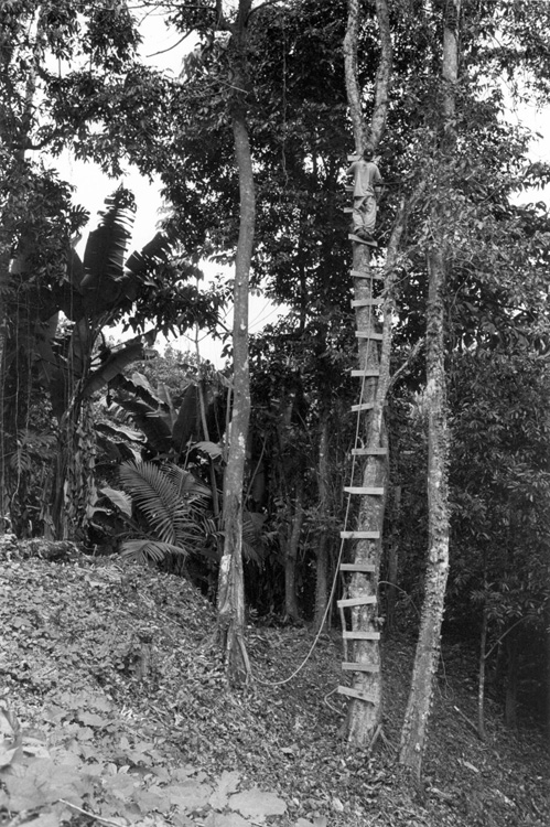 alt_08.three_trees_for_platform_1-2004